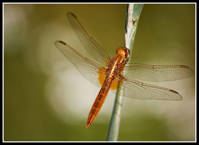 Golden dragonfly