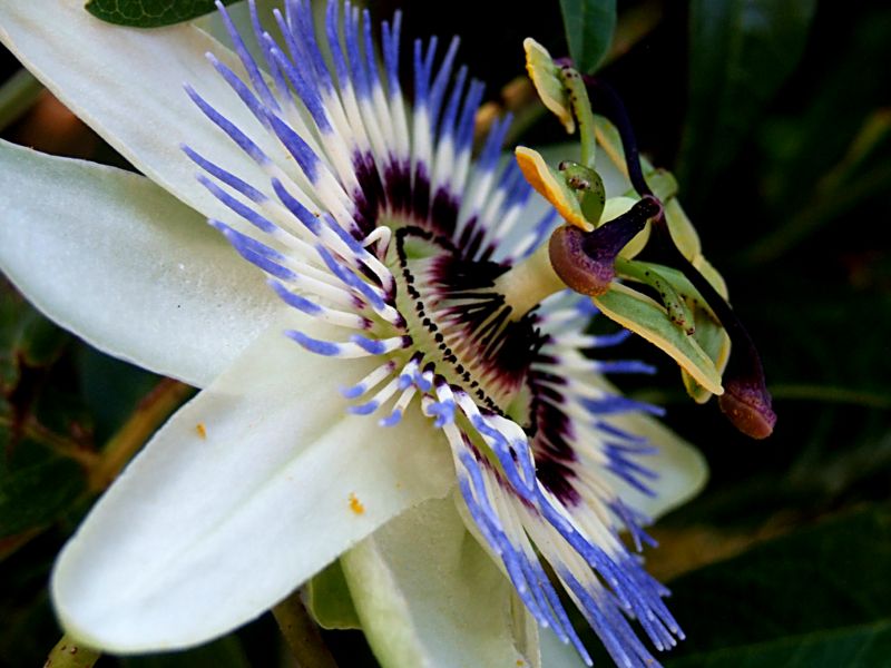 Passiflora