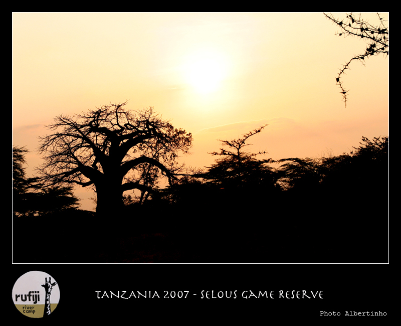 Baobab al tramonto