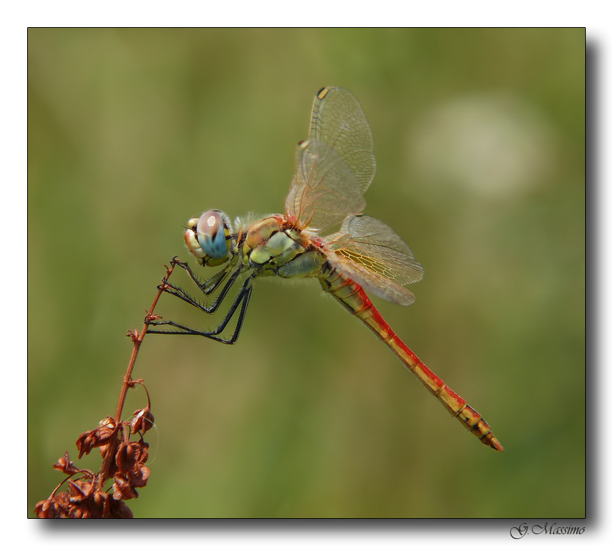 Libellula 2
