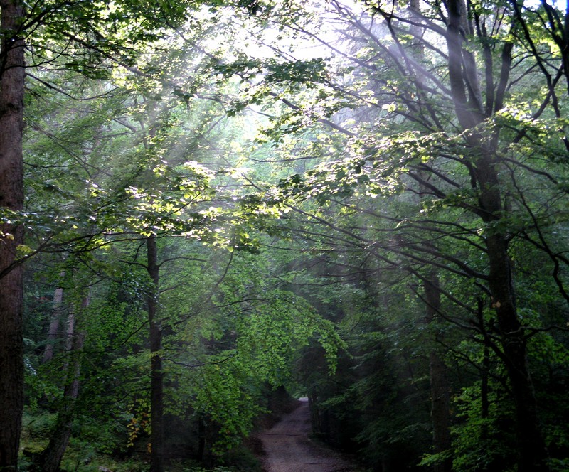 Raggi nel bosco