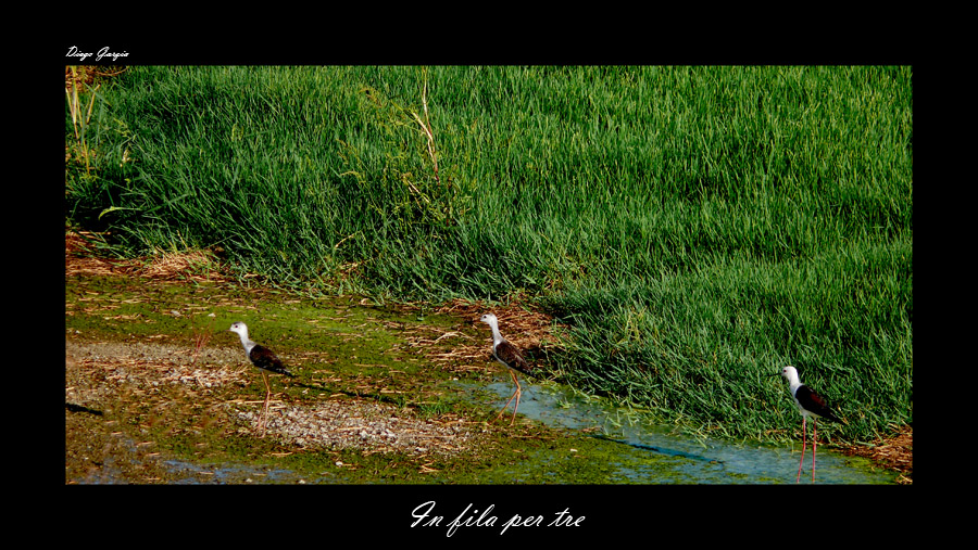 in fila per tre...