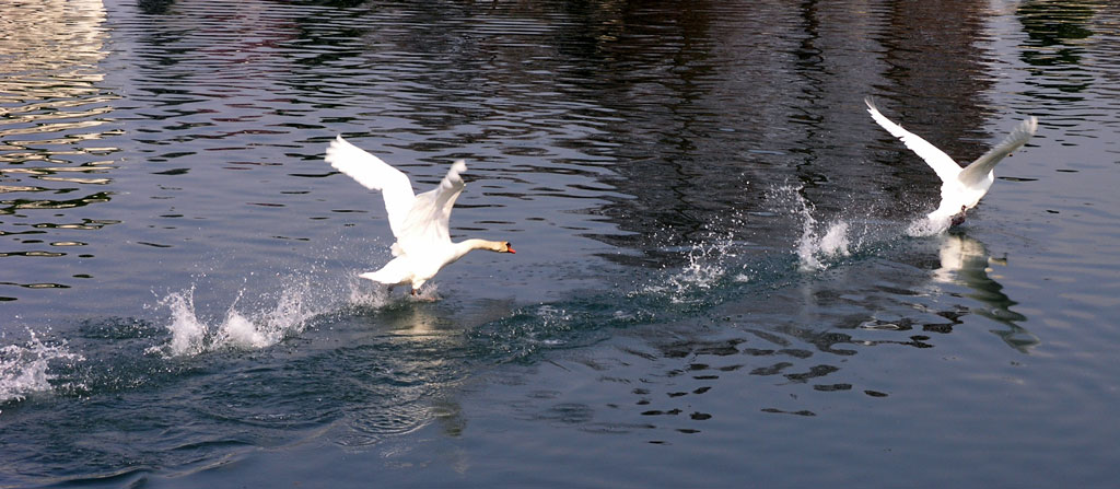 ......e non tornare !