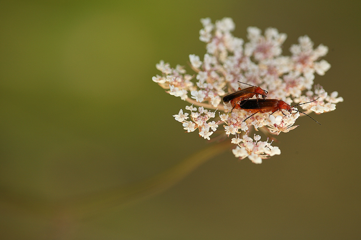 Un soffice giaciglio
