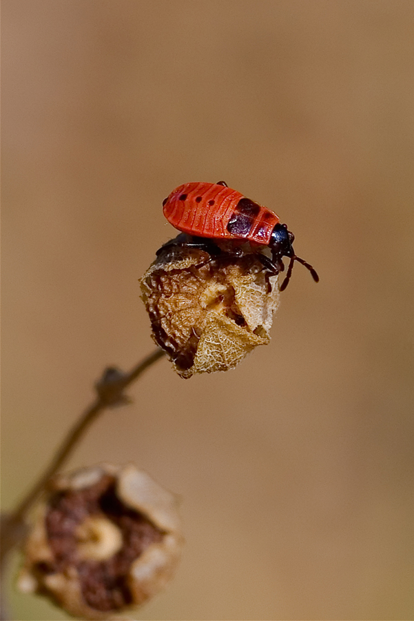 Incrociando le antenne