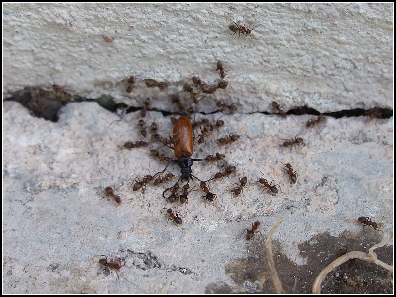 Il risveglio di Gulliver a Lilliput...