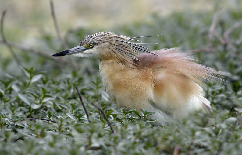 Renzo-Sgarza ciuffetto