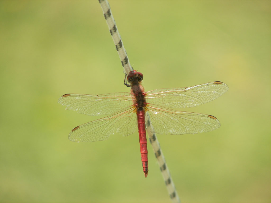 libellula rossa