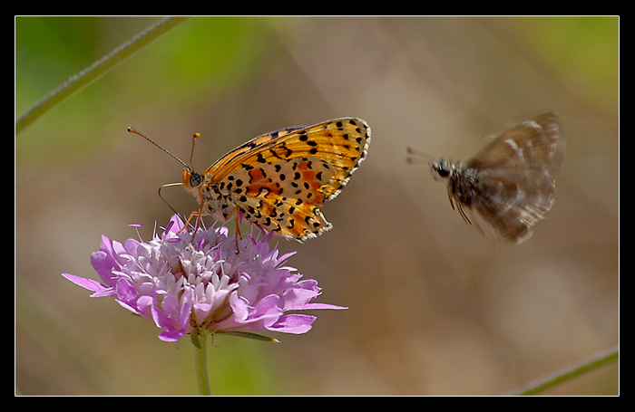 Aprite passo, ora tocca a me