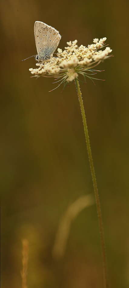 Prova macro panoramica