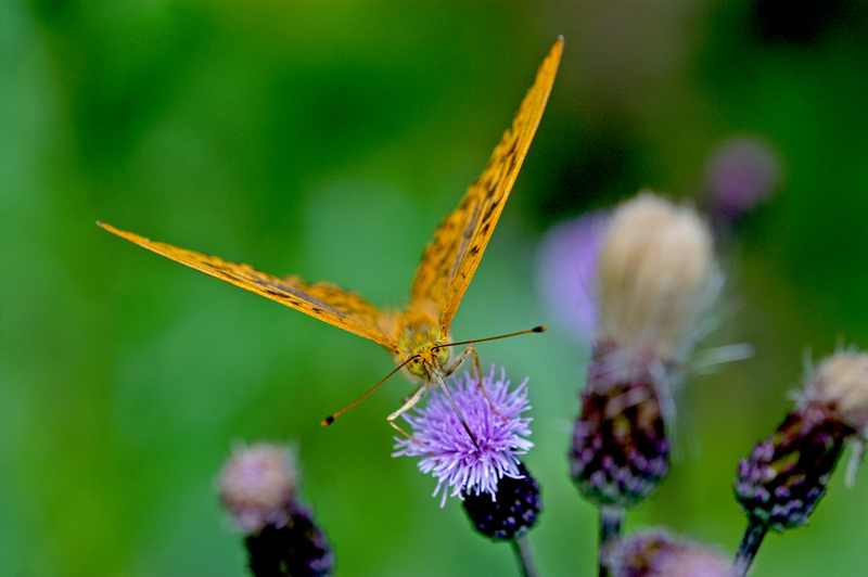 hai finito di fissarmi?