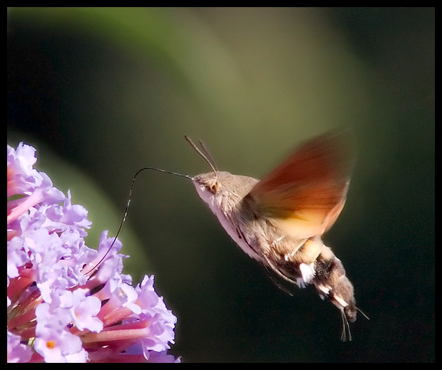 Macroglossa Stellatarum - 2