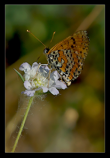 Arancione punteggiata di nero