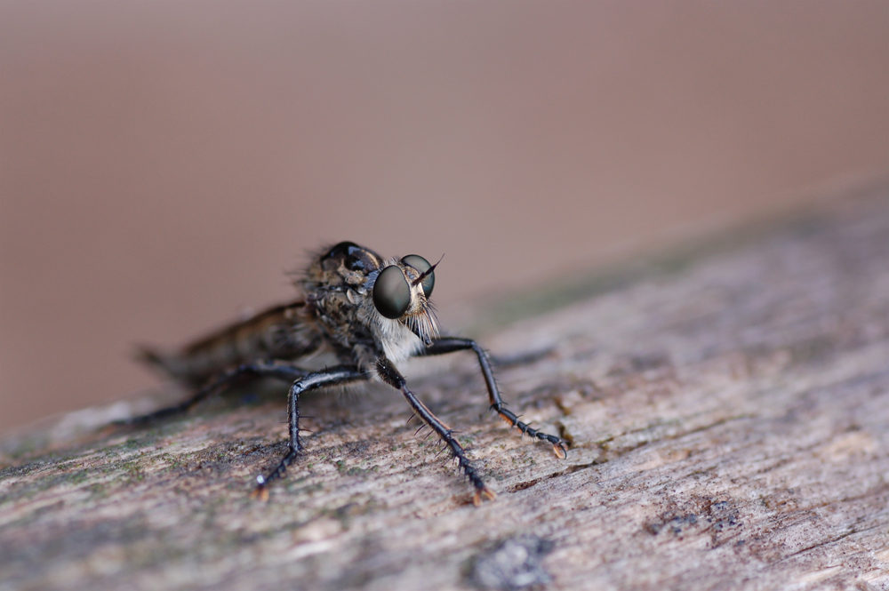Spaventosa macchina da guerra
