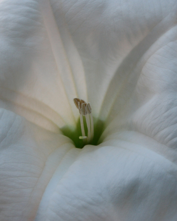 10 Agosto- Stella caduta