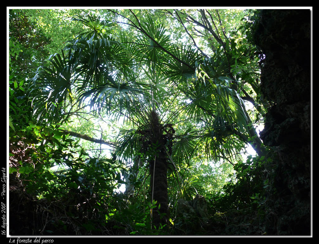 La "foresta" del Parco Sigurt�