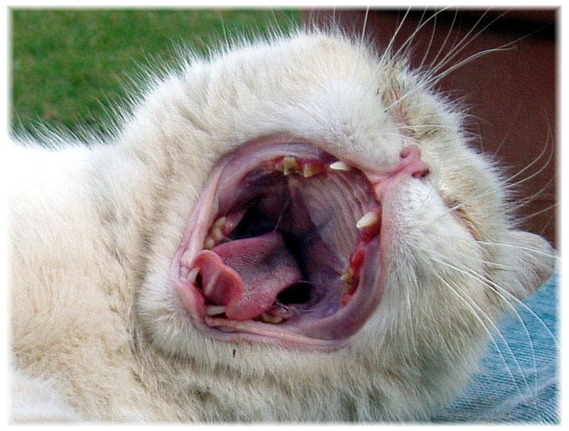 mi faccia vedere le tonsille..!