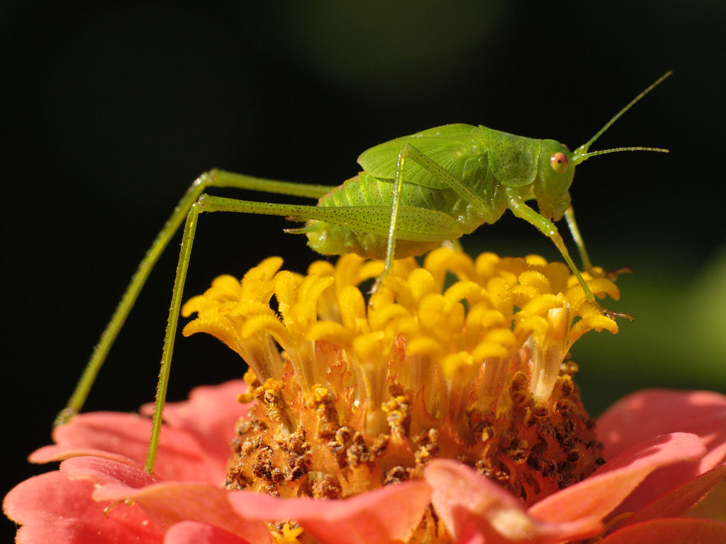 Leptophyes puctatissima