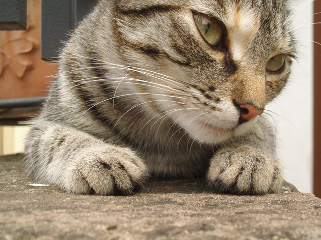 Ciccetta mamma randagia