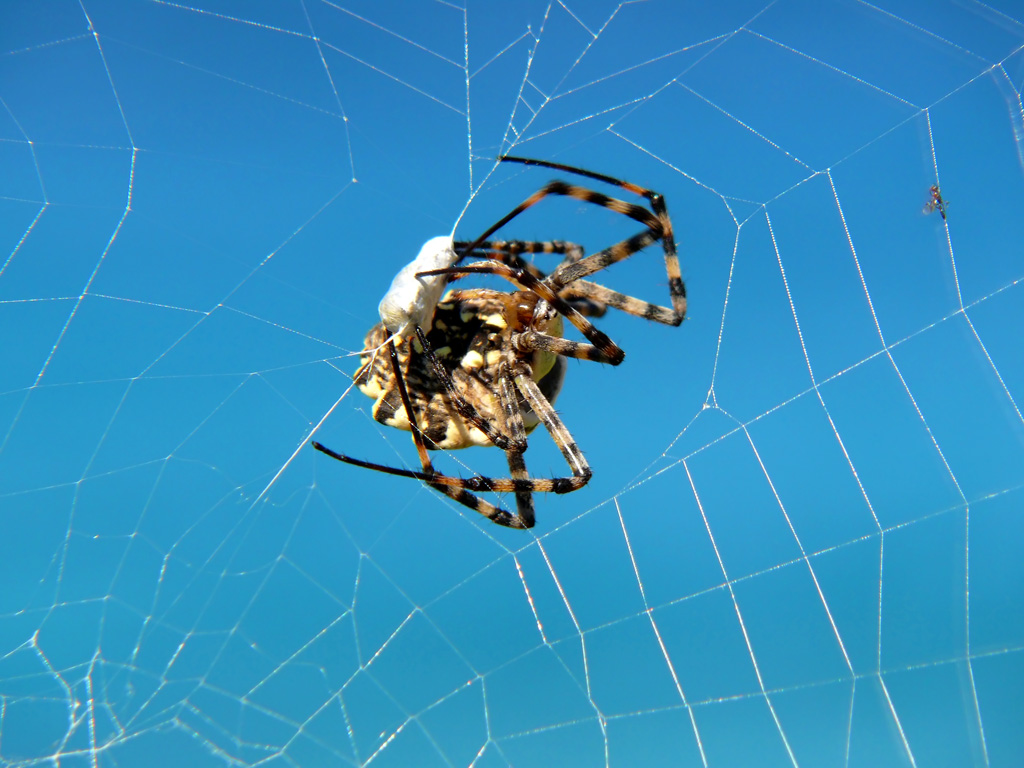 Fine di una preda....