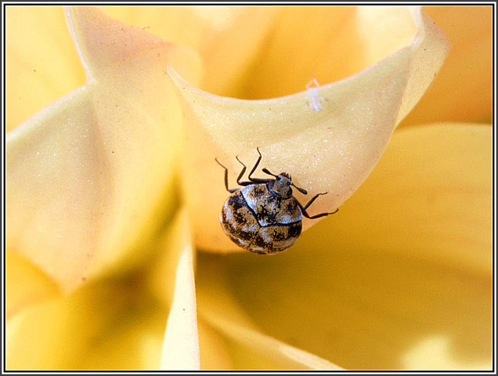Piccolo insetto a caccia