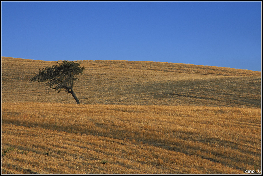 Andando Via... (Campagne di Berchidda)