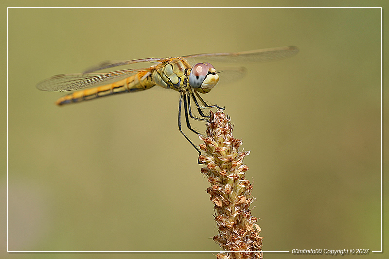 :: Bionda con Occhi Azzurri...