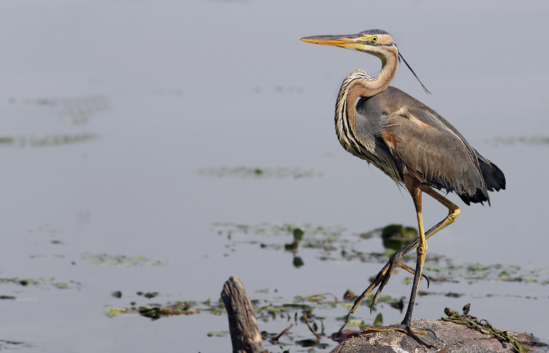 Renzo-Airone Rossoooooooooooo