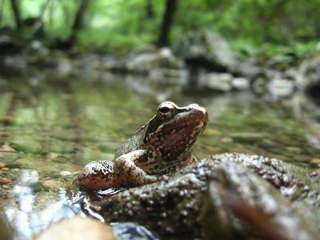 the king of the river