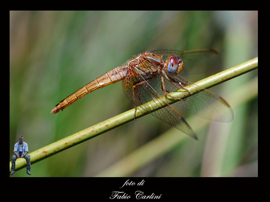 libellula