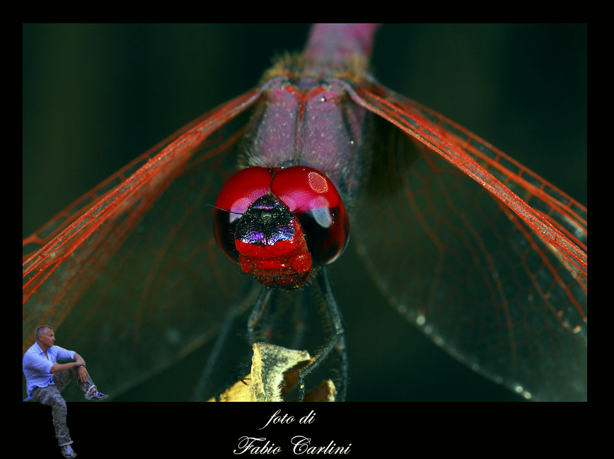 libellula
