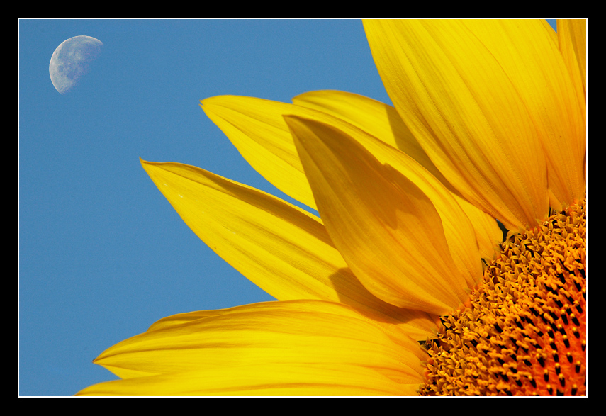 Il girasole strizza l'occhio ... alla luna!