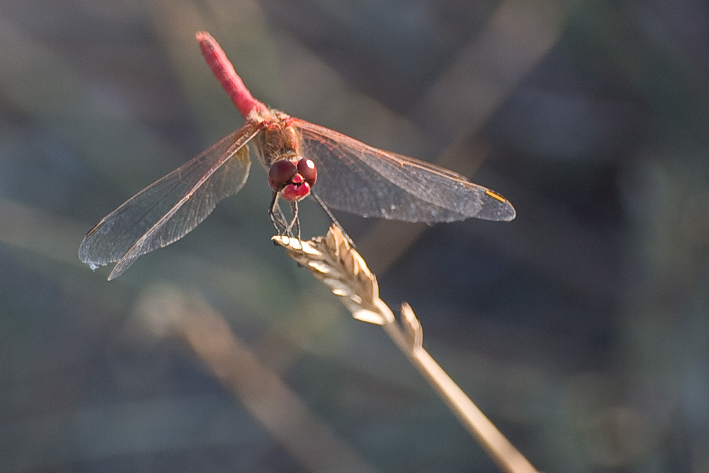 Libellula rossa (Sympetrum sanguineum maschio)