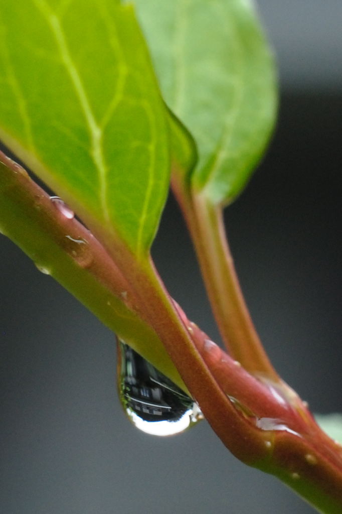 Casa piccola o goccia grande?