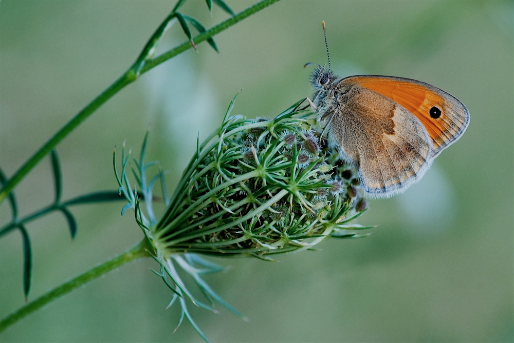 Coenonympha pamphilus