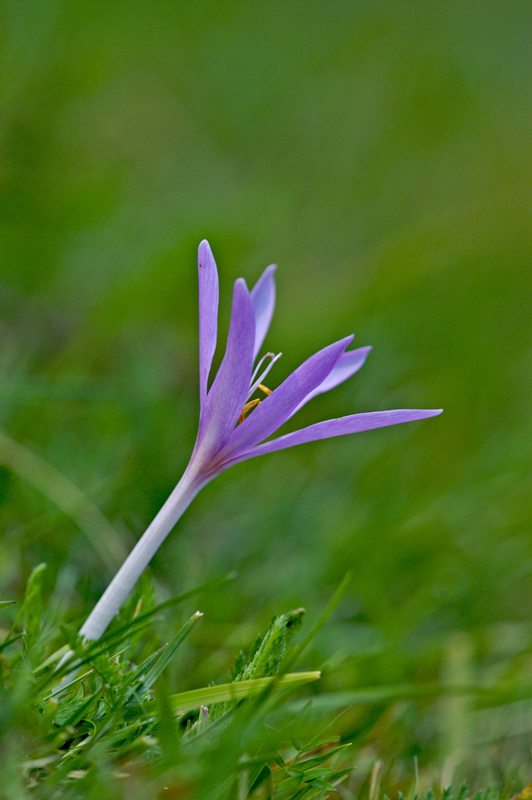 crocus
