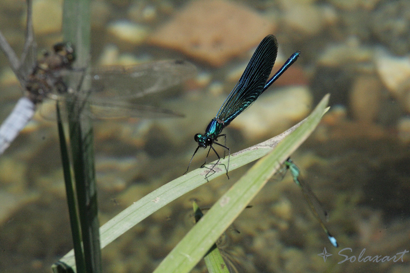 Damigella Vamp ... in passerella