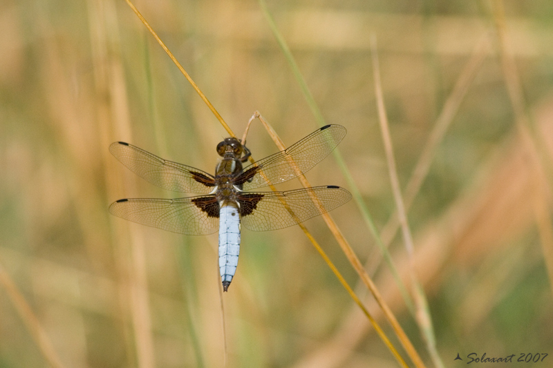 Libellula (?)
