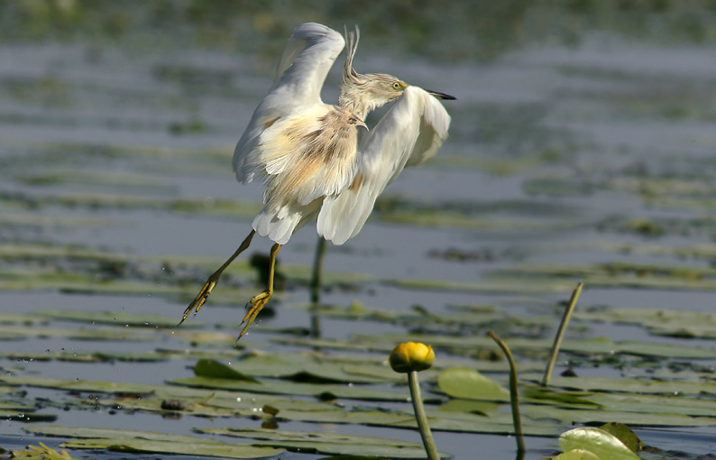 Renzo-Sgarza ancora ciuffetto
