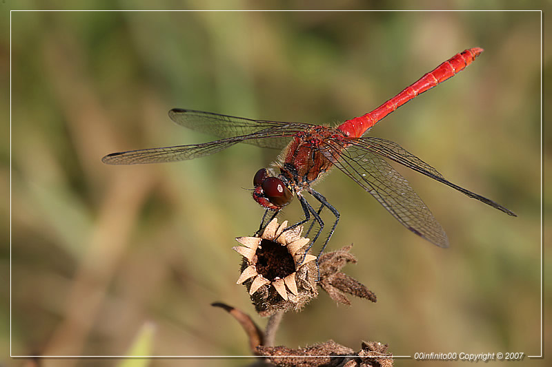 :: Dopo la Bionda (per chi l'ha vista) la Rossa