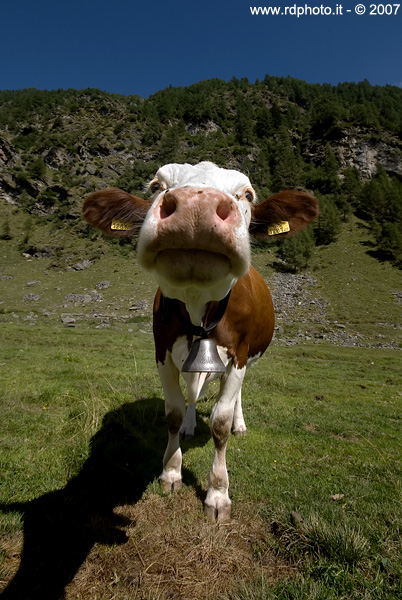 cow series #1