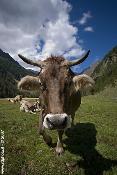 cow series #3