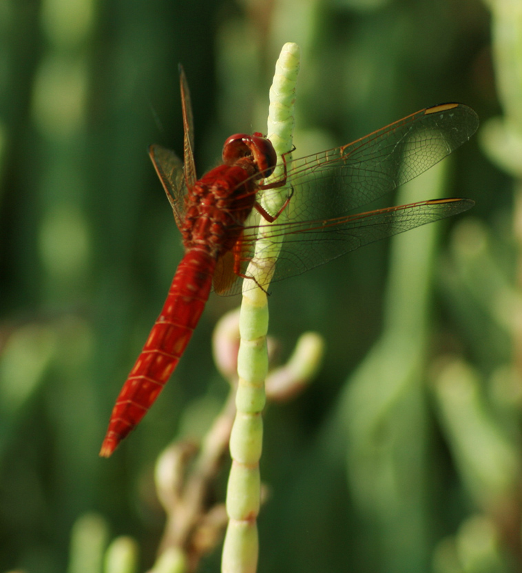libellula rossa