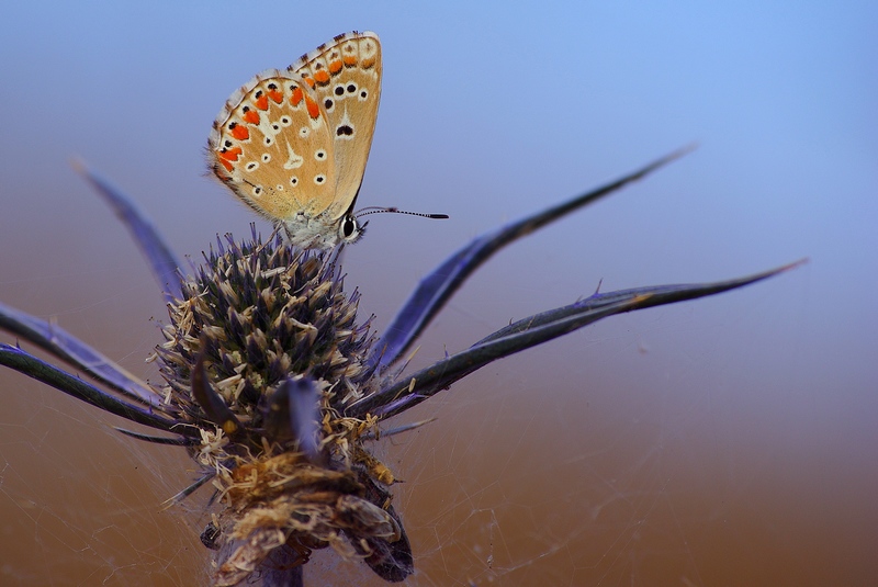cielo!!!!!!!!!!! una farfalla