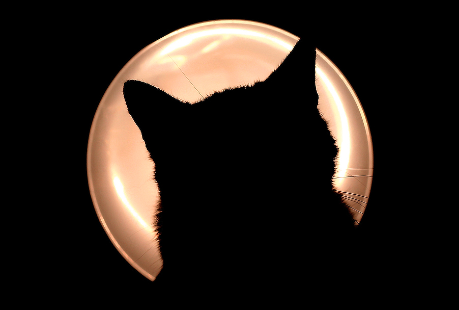 Gatto contro "luna"