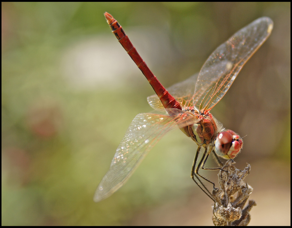 Sorprendente plasticotto 18-55!!