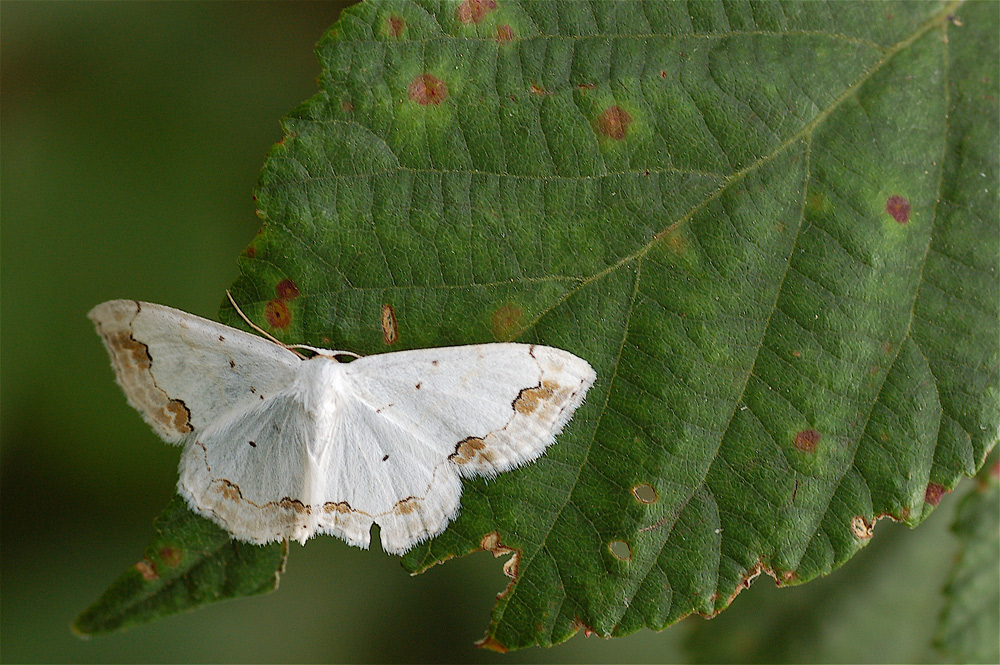 Distesissima (Campaea margaritata)