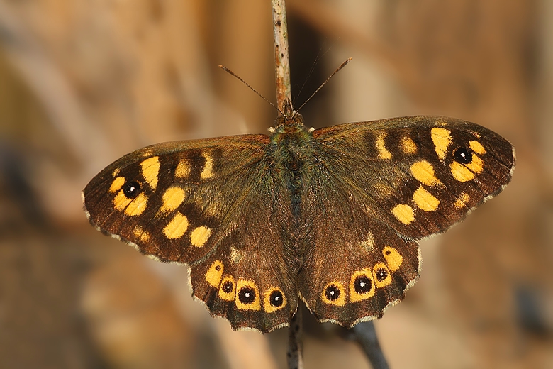 N� di qu� e n� di l�..... Centrale....