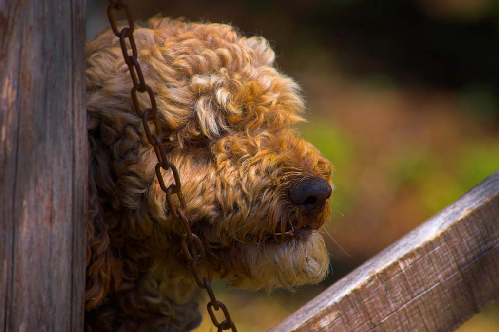 Controllando il gregge...