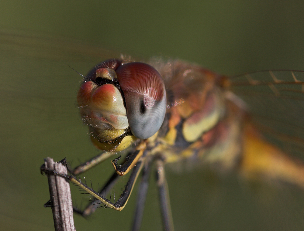 __-- Ritratto - Libellula --__